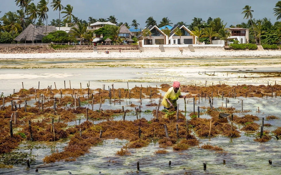 zanzibar-jambiani-beach-village-island.jpg