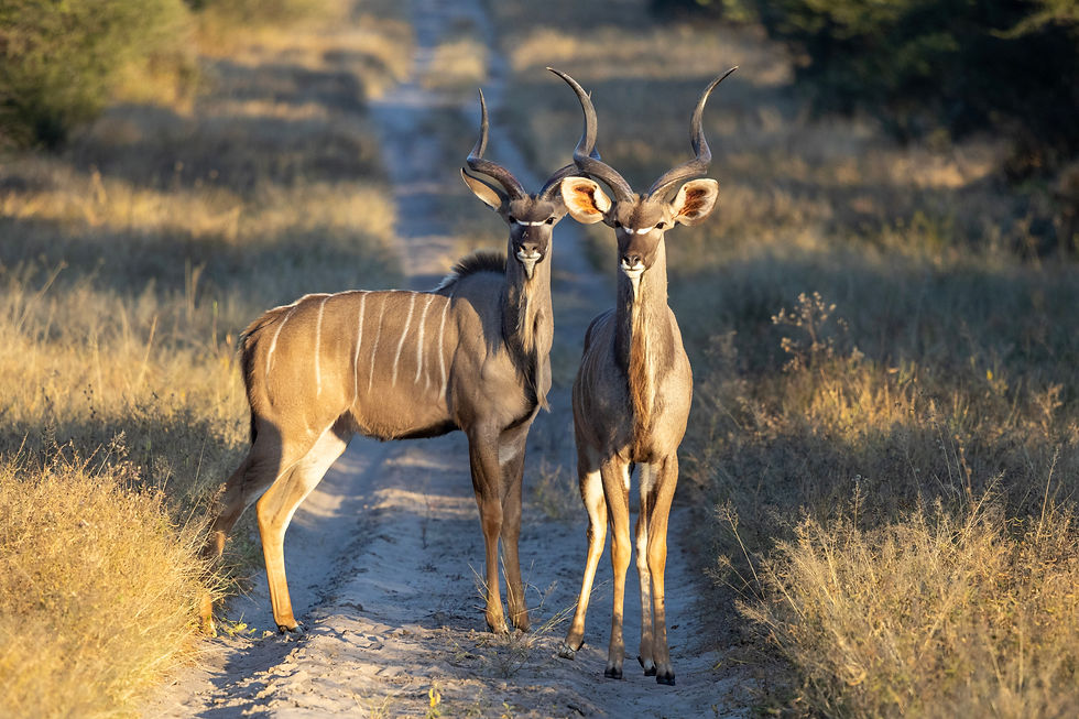 mozambique-nyala-antilope-gorongosa-safari.jpg