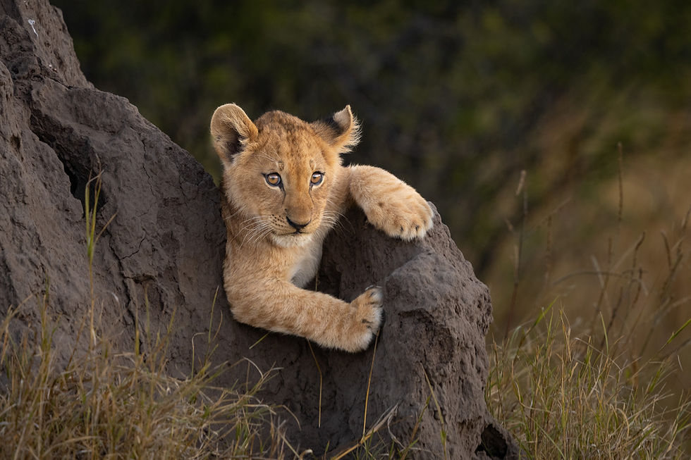 lion-cub-on-termite-mount-botswana-okavango-delta