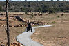 south-africa-rollstuhl-safari-ximuwu-wheelchair-accessable.jpg