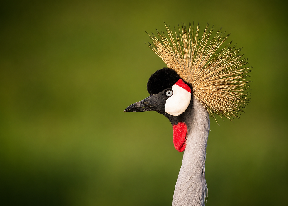 tanzania-crownes-crane-birding-safari.png