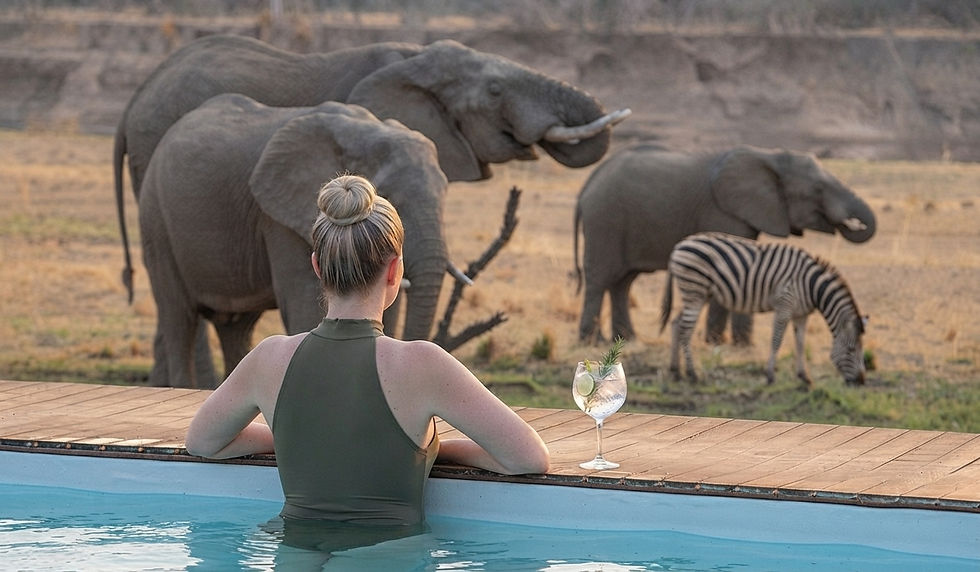 group-safari-swimming-pool-elephants-zebra