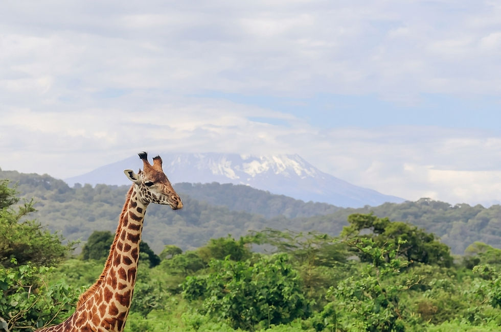 tanzania-arusha-mount-meru-giraffe.jpg