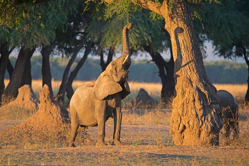 zimbabwe-mana-pools-elephant-safari.png