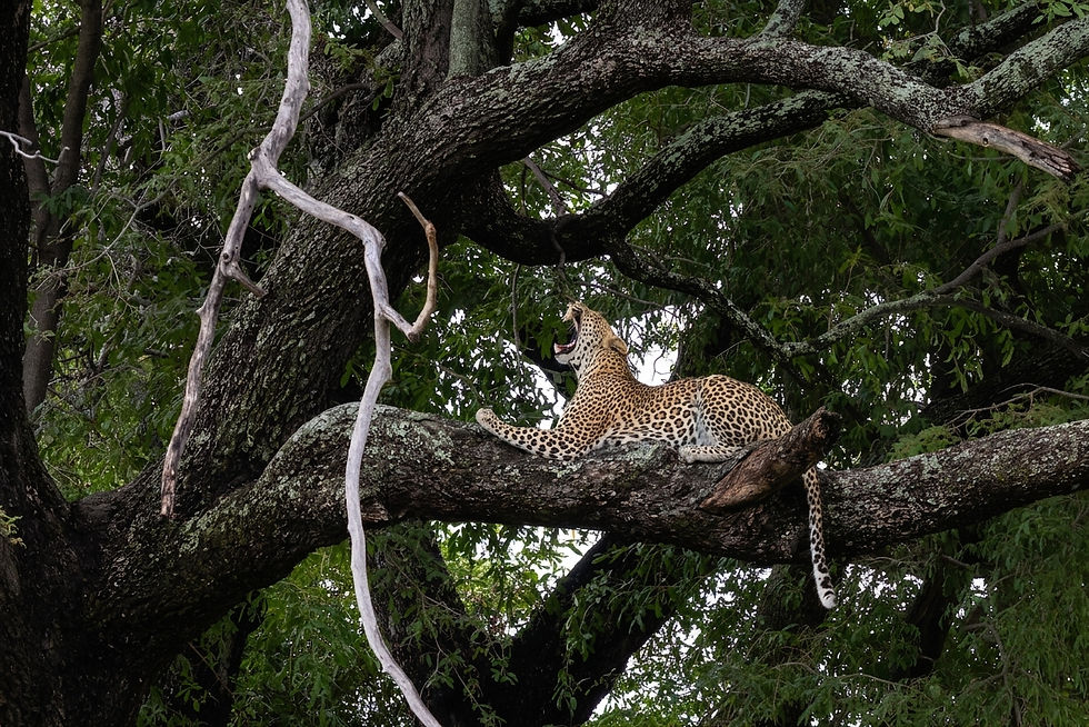 tanzania-botswana-safari-luxury-leopard.jpg