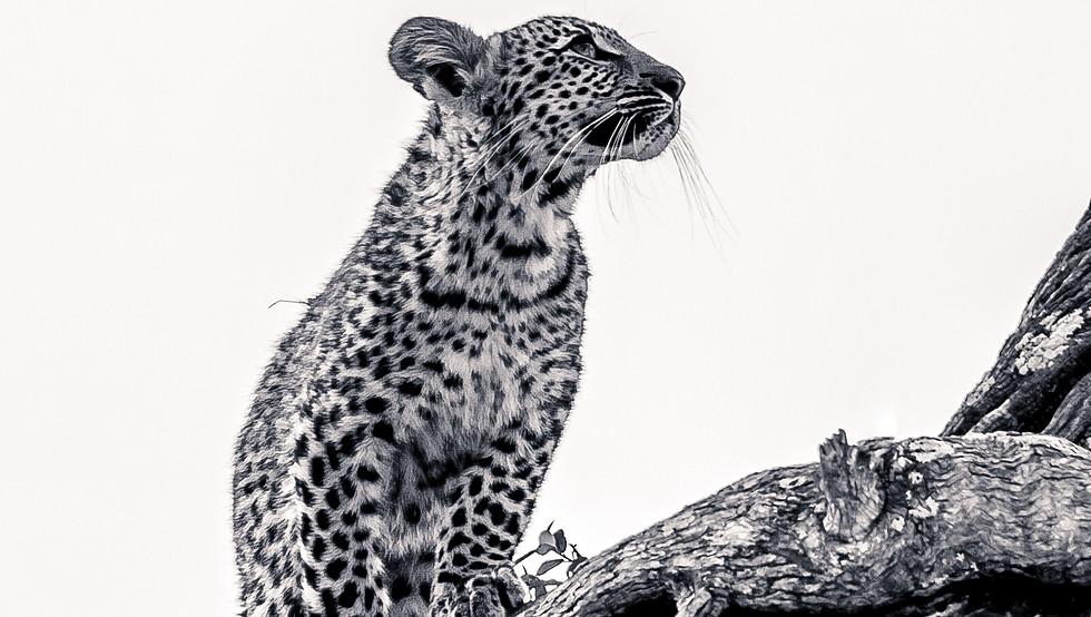 botswana-leopard-cub-photography-wildlife-safari