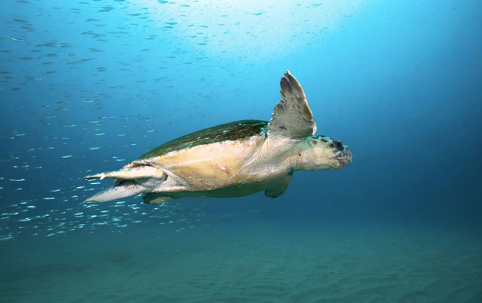 mozambique-turtle-ocean-sustainability-beach.jpg