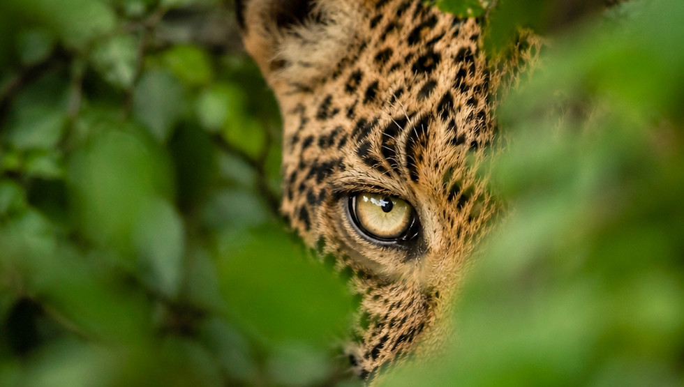 zambia-leopard-safari-green-season-photography
