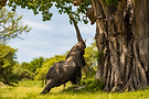 tanzania-elephant-baobab-national-park-safari.png