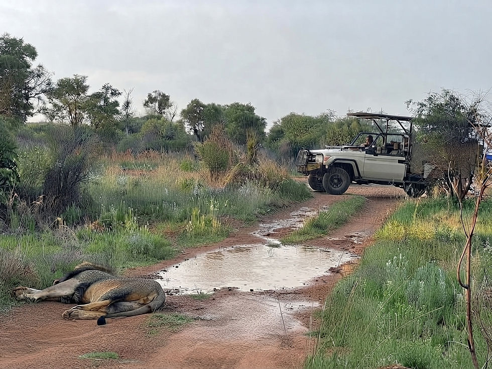 tanzania-safari-rain-lion