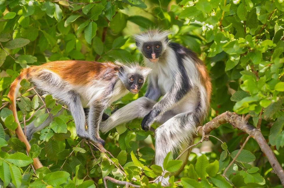 zanzibar-columbus-monkey-island-safari.jpg