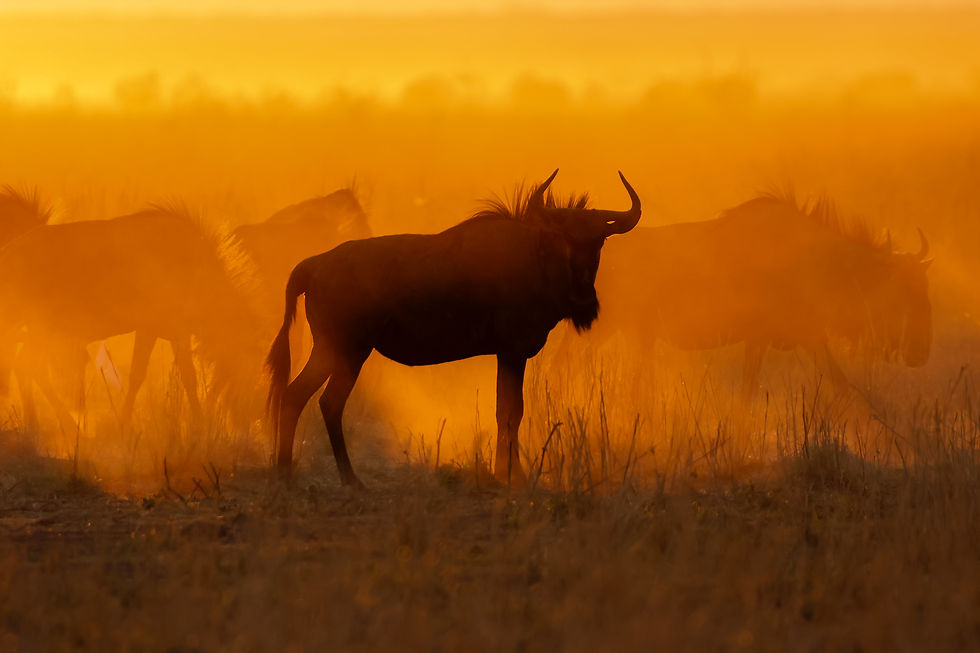 botswana-mababe-mokete-luxury-tanzania-safari-gnu