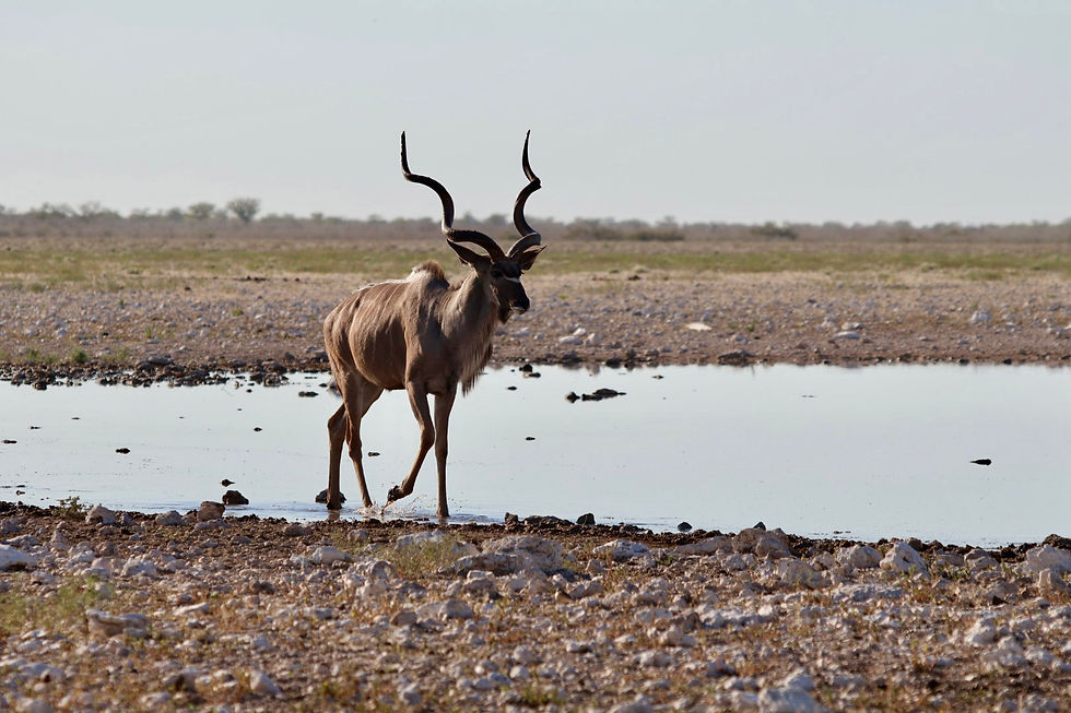 zimbabwe-kudu-antilope-safari.jpg