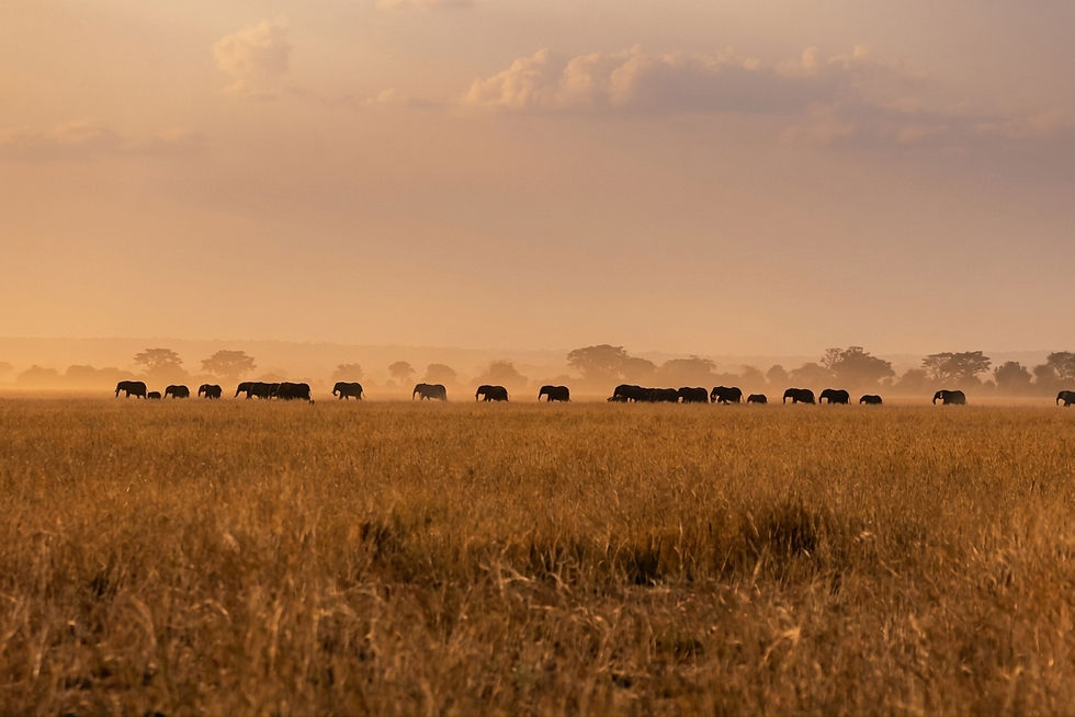 tanzania-elephant-herd-serengeti-plains-safari