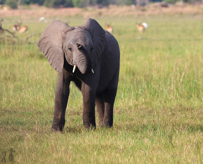 mozambique-limpopo-national-park-elephant-gorongosa_edited.jpg