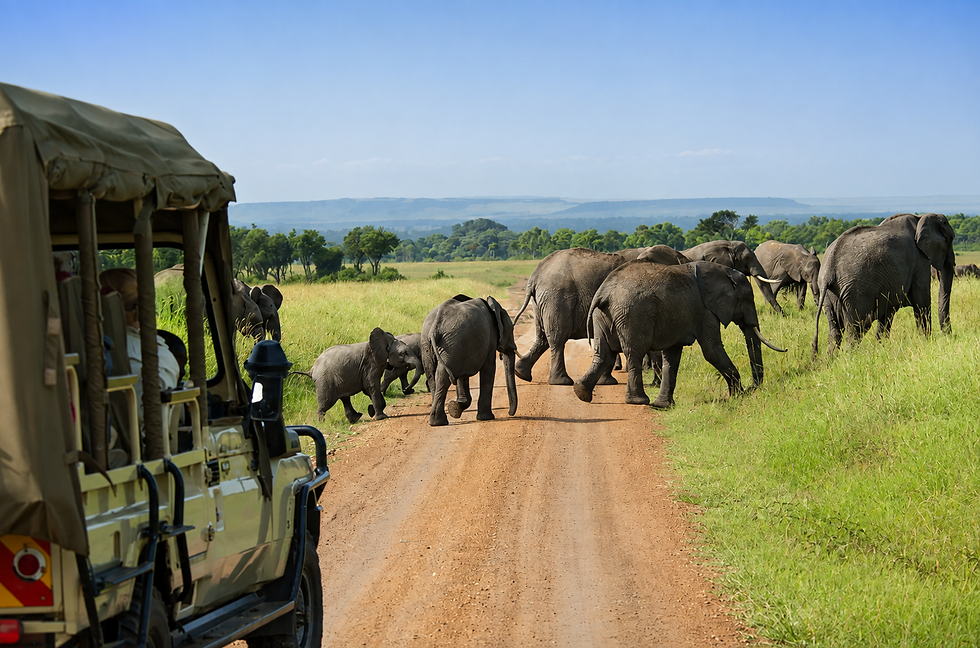 tanzania-elephant-herd-game-drive-safari.png