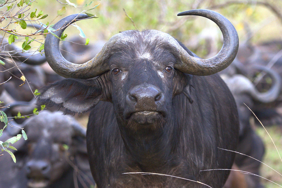 mozambique-buffalo-safari-game-drive-africa.CR3