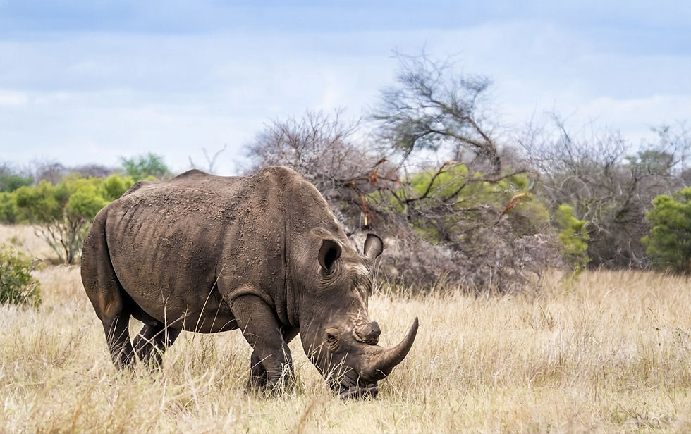 zimbabwe-safari-rhino-game drive.jpg