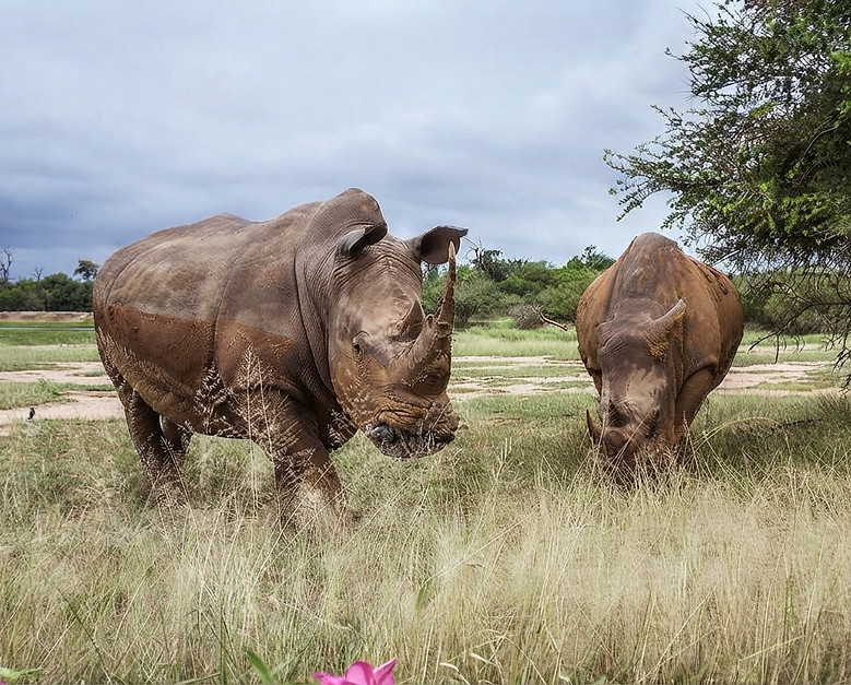 mozambique-rhino-safari-luxury-travel.jpg