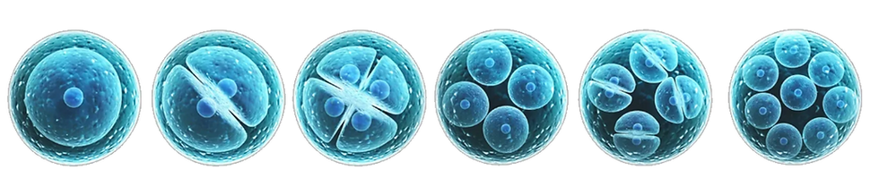 stem-cells-transparent-e1556318627765.png