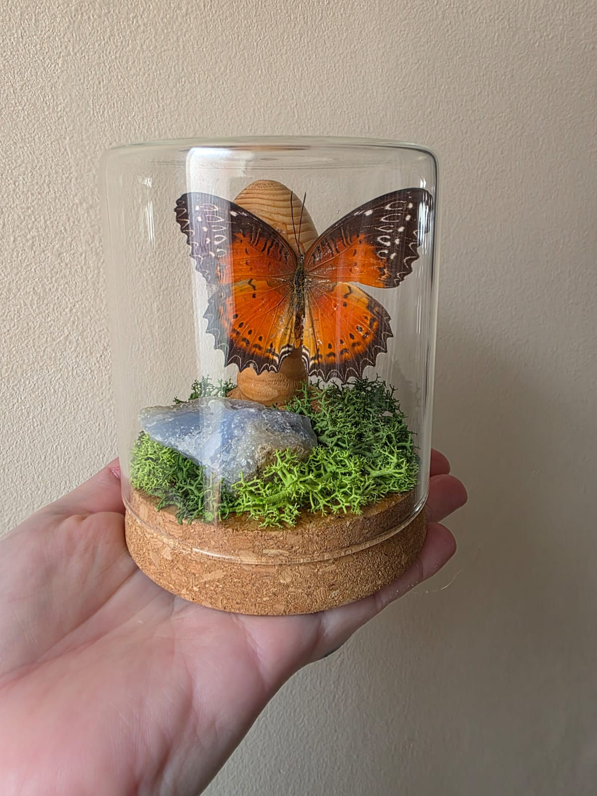 Glass jar with a Cethosia Biblis