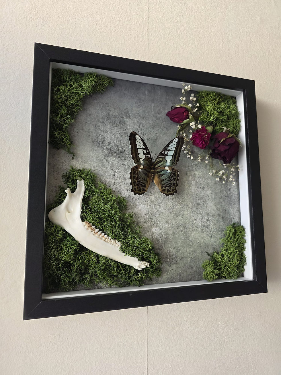 Thumbnail: Framed Parthenos Sylvia with jawbone