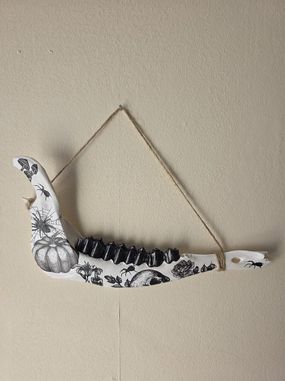 Thumbnail: Spooky design deer jaw bone wall hanger