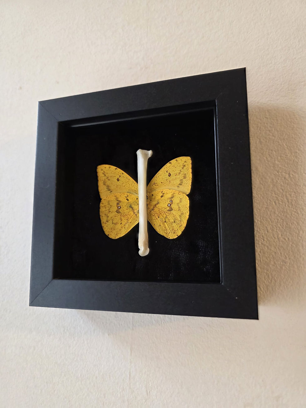 Thumbnail: Framed Phoebis Argante with bone spine