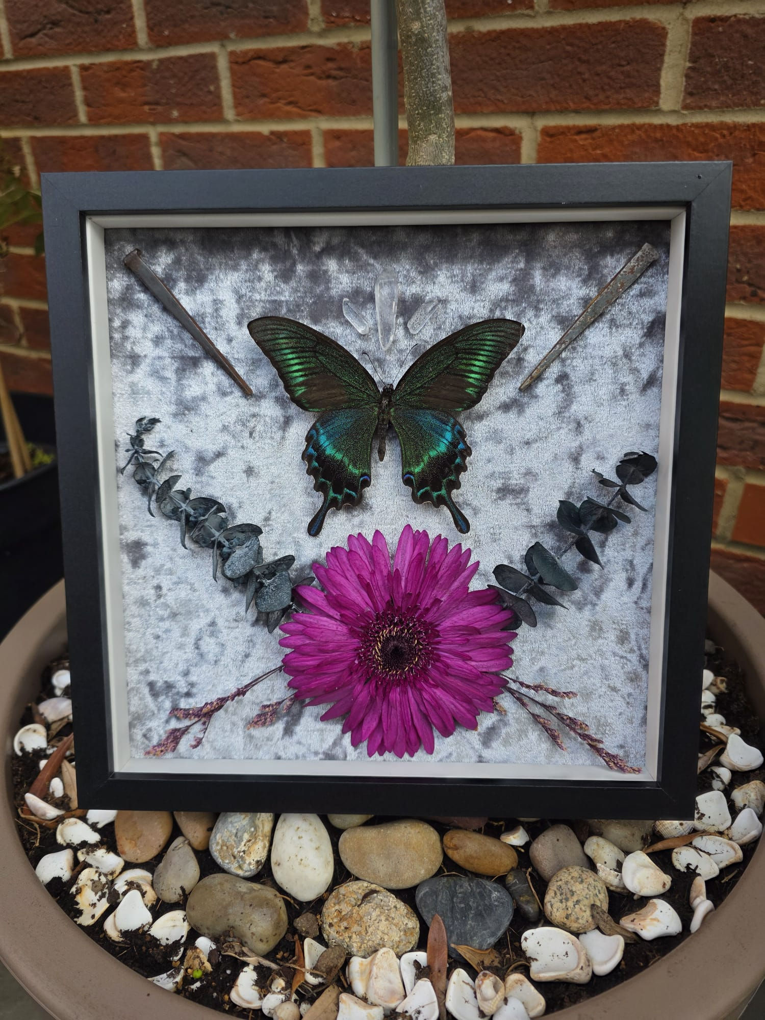 Alpine Black Swallowtail (Papilio Maackii) butterfly on a silver background