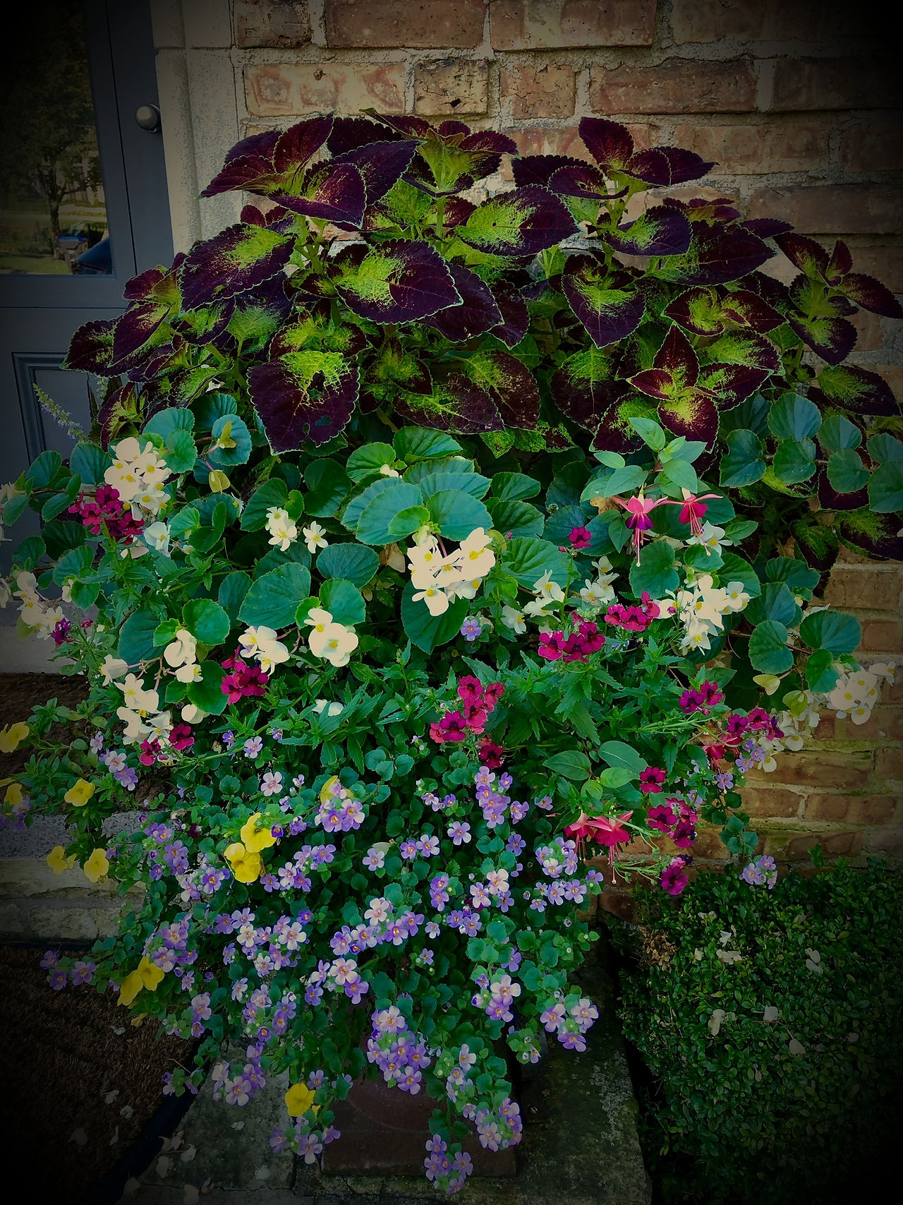 Mixed Shade Planter