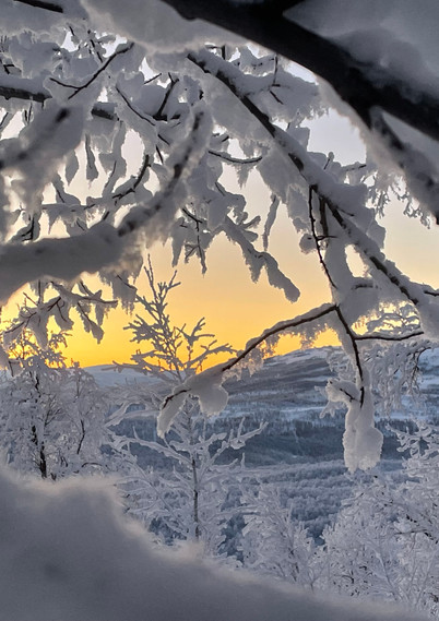 träd täckt av snö med solen som lyser igenom