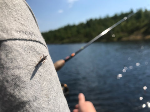 Sommarfiske i Hemavan Tärnaby