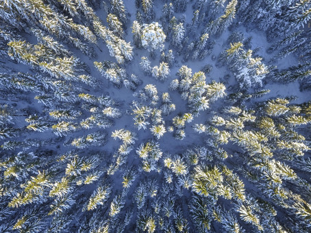 Visão sábia é a visão da floresta