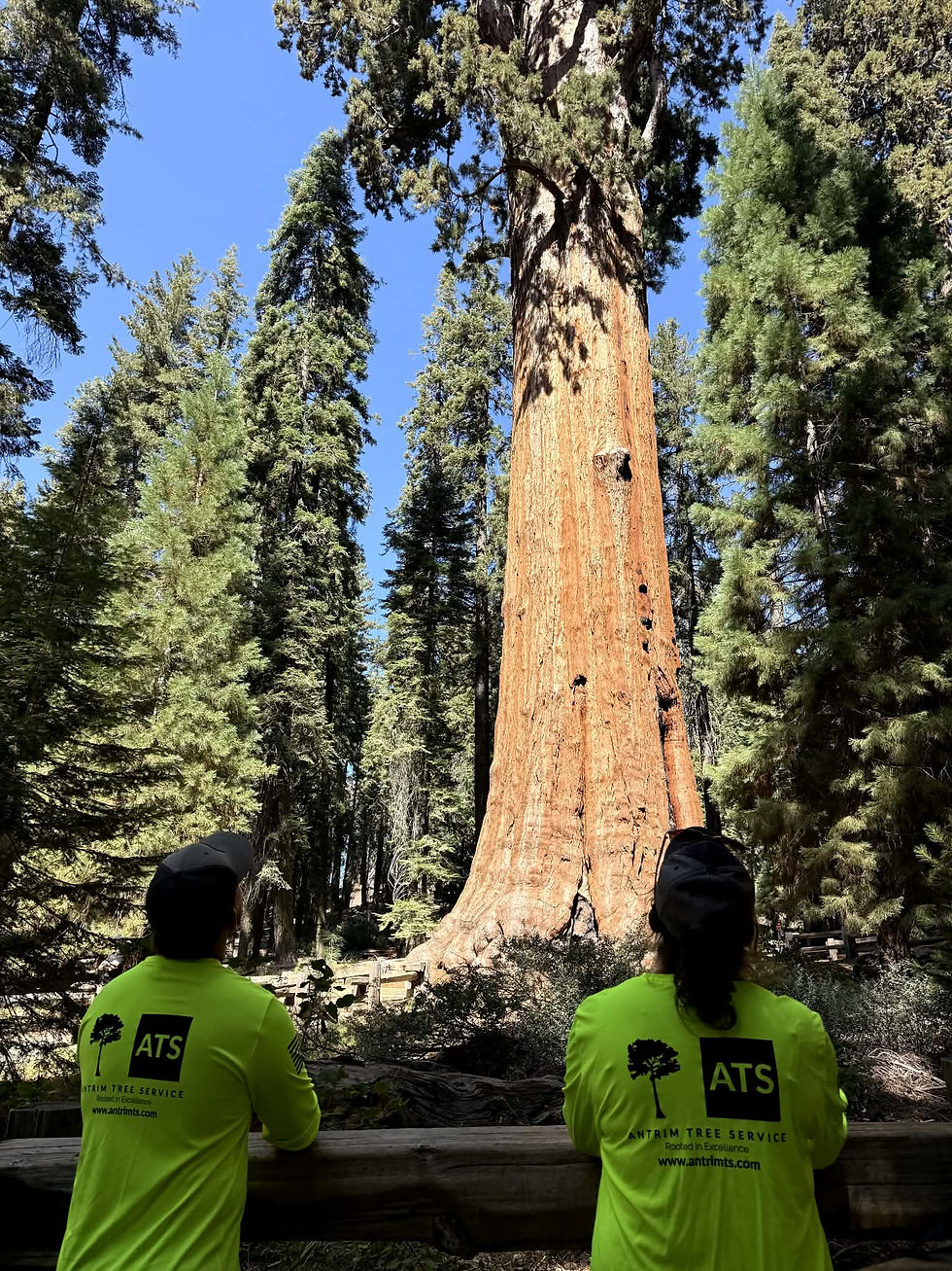 Antrim Tree Service arborists taking in the enormity and beauty of the largest tree in the world