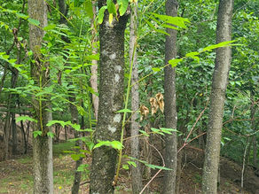 A small stand of Tree of Heaven