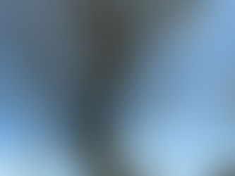 Climbing Arborist Pruning Deadwood