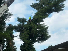 Stick boom crane over a white pine with climber setting rigging