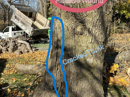 Dangerous Tree Near Your House? What Greencastle, PA Homeowners Need to Know