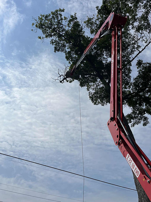 Antrim Tree Service pruning deadwood from an oak tree with their tracked lift