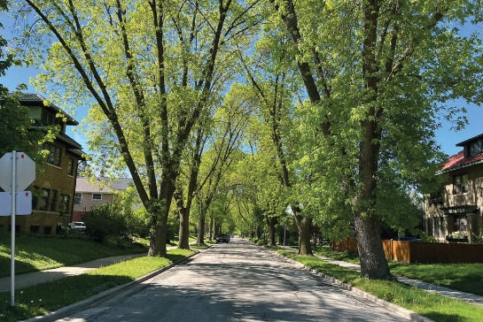 Eye-level view of a large mature oak tree shading a residential street in Franklin County