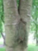 included bark union on a cherry tree