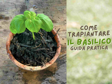 come trapiantare basilico: guida e consigli