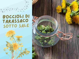 ricetta boccioli di tarassaco sotto sale