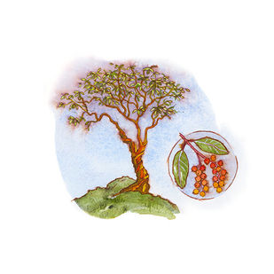 Arbutus by Kristi Bridgeman