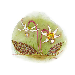 Fawn Lily by Kristi Bridgeman
