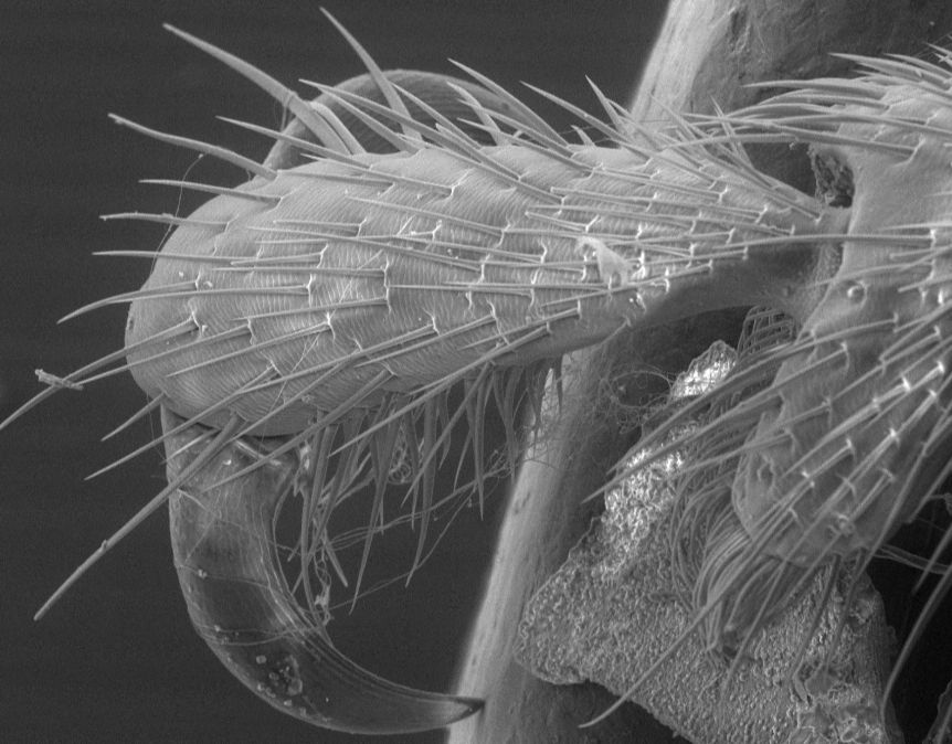 Similarities in adaptations of predatory insects using a SEM microscope