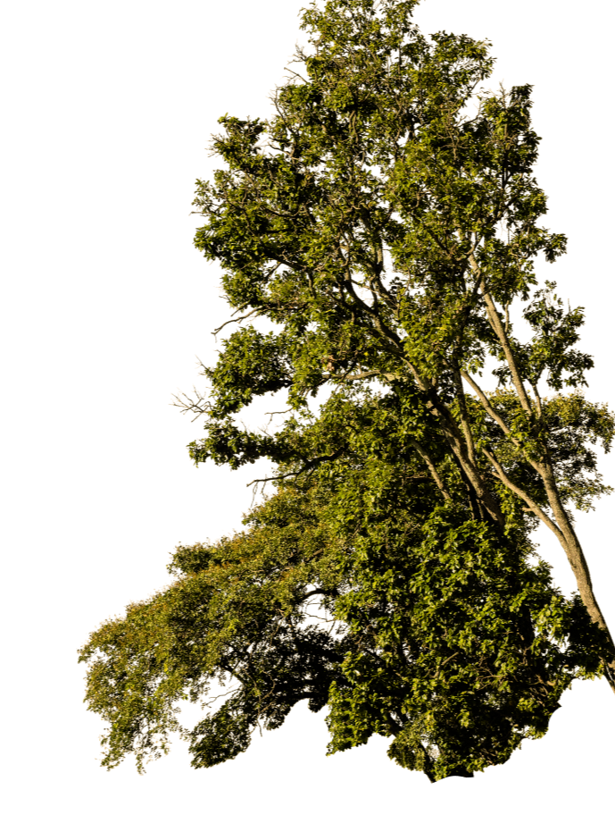 Web BG Branch main (1)_edited.png