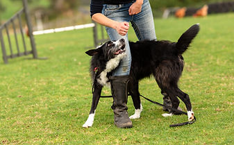 Dog perform tricks Brain Games dog training class Katikati Omokoroa