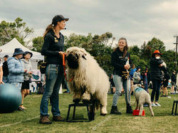 Animal Magic performing sheep