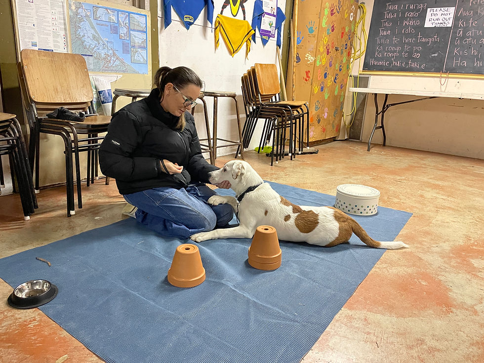 Dog performing tricks during Brain Games class Katikati